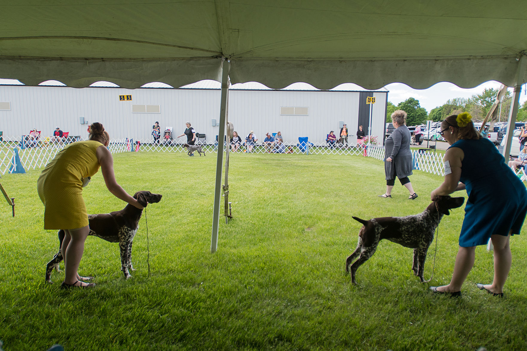 Dog Show 2
